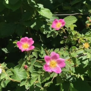 Meet your Posher, Natali